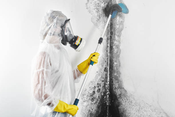 Best Post-Construction Mold Inspection  in Bithlo, FL