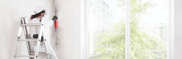 Professional Mold Removal in Bithlo, FL